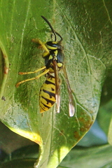 Vespula germanica