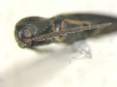 Microrhagus triangularis
