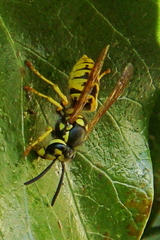 Vespula germanica