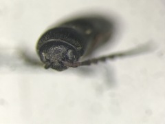 Microrhagus triangularis