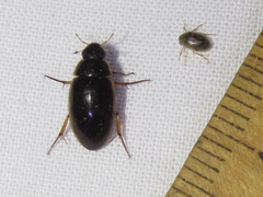 Tropisternus lateralis