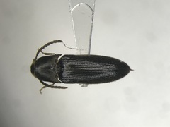 Isarthrus rufipes