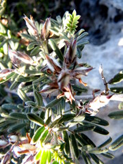 Indigofera praetermissa