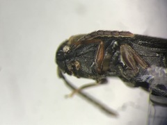 Isarthrus rufipes