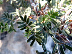 Indigofera praetermissa
