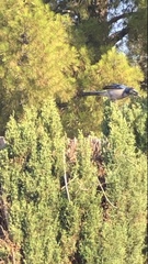 Aphelocoma californica