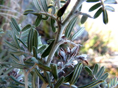 Indigofera praetermissa