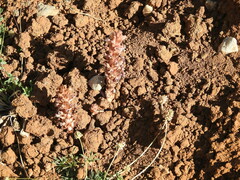 Orobanche camptolepis