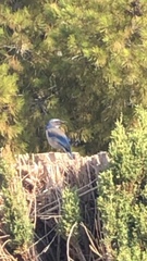 Aphelocoma californica