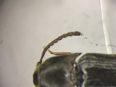 Isarthrus rufipes