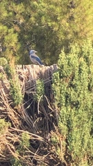 Aphelocoma californica