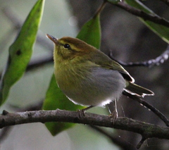 Phylloscopus ruficapilla