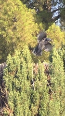 Aphelocoma californica