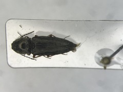 Cardiophorus convexus