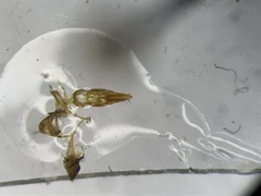 Cardiophorus convexus