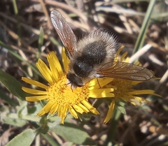 Anastoechus nitidulus