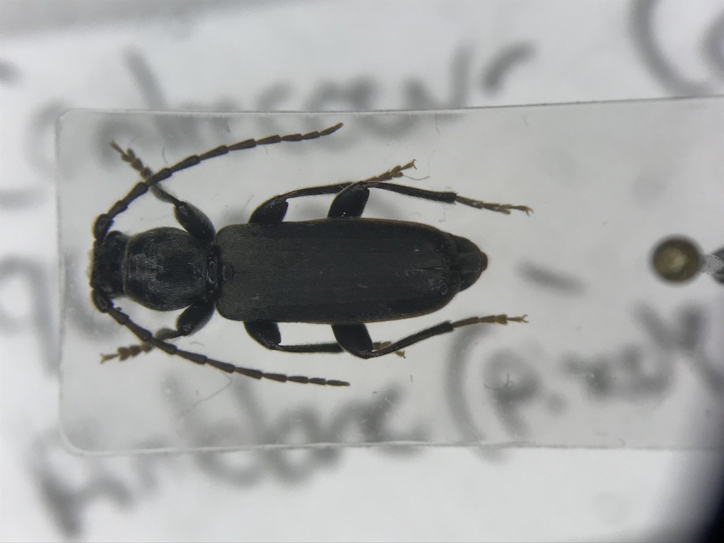 Tetropium schwarzianum