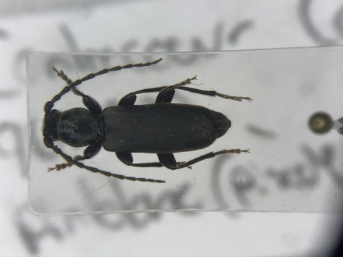 Tetropium schwarzianum