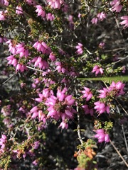 Erica interrupta