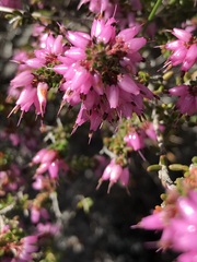 Erica interrupta