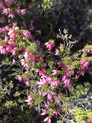 Erica interrupta