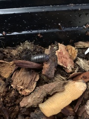 Armadillidium vulgare