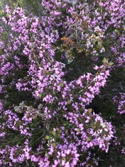 Erica interrupta