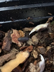 Armadillidium vulgare