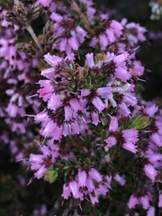 Erica interrupta