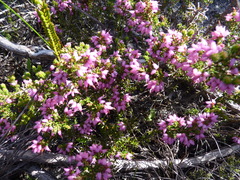 Erica interrupta