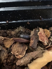 Armadillidium vulgare