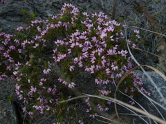 Erica interrupta