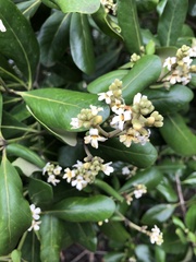 Avicennia schaueriana