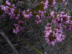 Erica interrupta