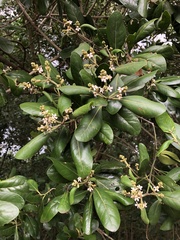 Avicennia schaueriana