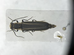 Denticollis denticornis