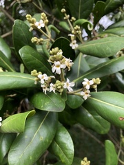 Avicennia schaueriana