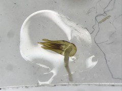 Denticollis denticornis