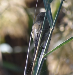Phylloscopus collybita