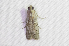 Zamagiria australella