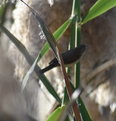 Phylloscopus collybita