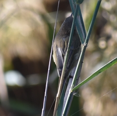 Phylloscopus collybita