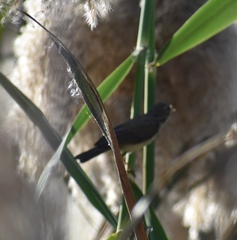 Phylloscopus collybita
