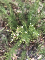 Erigeron canadensis