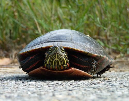 Painted Turtle, photo 8 of 9
