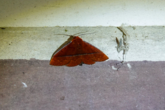 Eulepidotinae