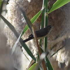 Phylloscopus collybita