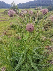 Cirsium nivale