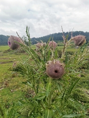 Cirsium nivale