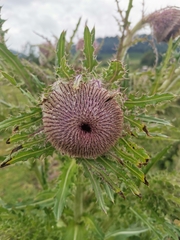 Cirsium nivale
